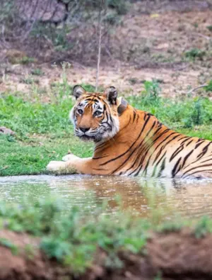 Sariska Tiger Reserve